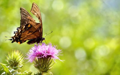 Escuchar el clamor de la tierra que es el clamor de los pobres