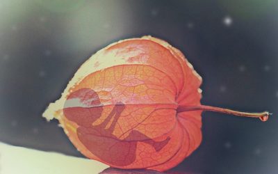 Las vacunas contra la covid-19 no usan células de fetos abortados