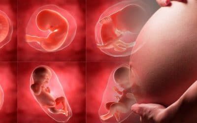 «A favor de la mujer y de la vida»: mensaje de los obispos de México