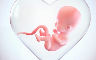 La vida humana, el valor incomparable de la persona: CISAV