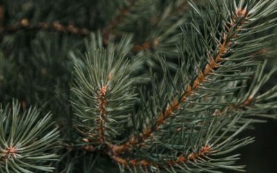 El té de agujas de pino no es un tratamiento eficaz contra las trombosis que pueden darse tras las vacunas