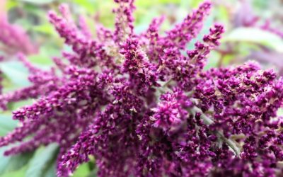 Amaranto: El alimento del futuro