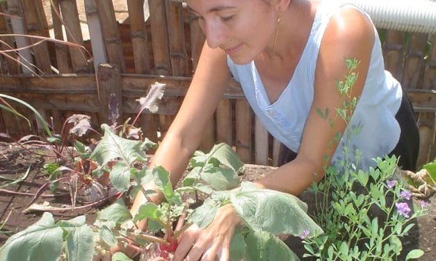 Huertos urbanos y rurales: mejores alimentos, mejores comunidades