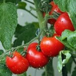 tomatoes-840