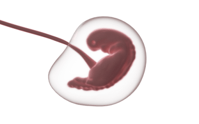 Antropología y embriones