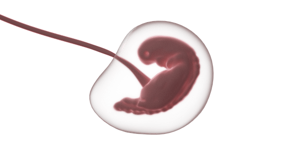 Antropología y embriones