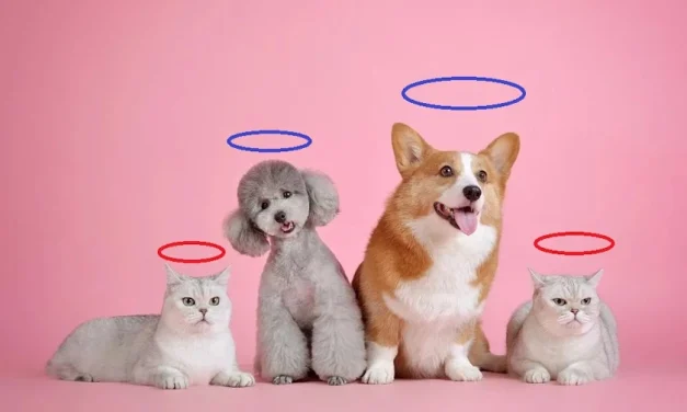 ¿Entonces mi mascota se fue al Cielo?