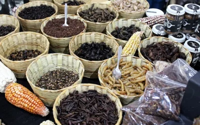 ¿Bichos en el plato? Pregúntenle a México