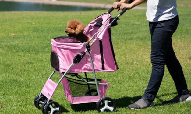 Hacia un mundo sin niños
