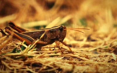 San Juan Bautista se alimentaba de langostas (saltamontes)