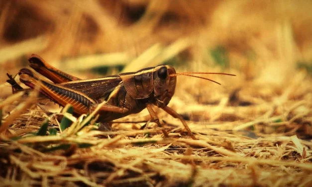 San Juan Bautista se alimentaba de langostas (saltamontes)