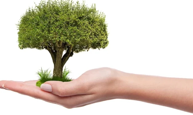 Cinco razones para privilegiar el árbol nativo