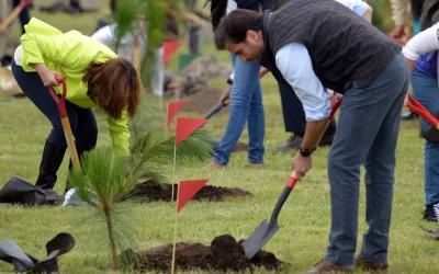Día del árbol, por qué