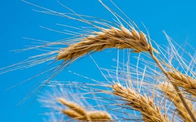 El amor por encima de todo