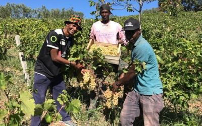 Jornada del Migrante, en Matera hay un vino que sabe a futuro