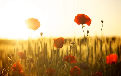 Oración de abandono del beato Charles de Foucauld