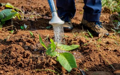 Regar plantas y cuidar seres humanos