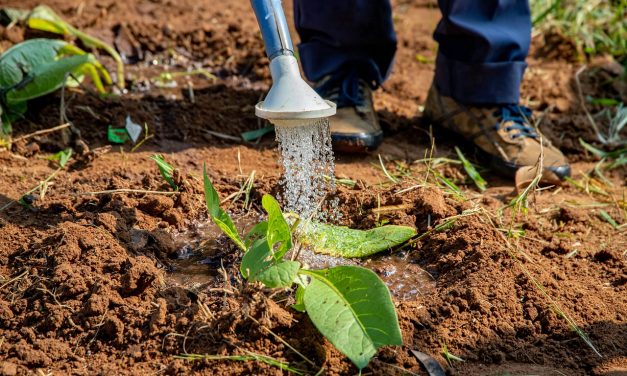 Regar plantas y cuidar seres humanos