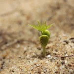 germination-5473511_1920