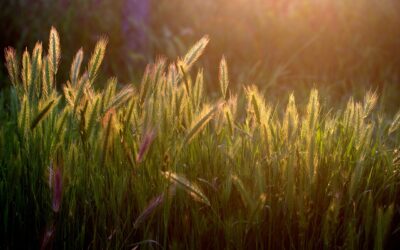 Abrir los oídos y el corazón al Señor (Podcast)