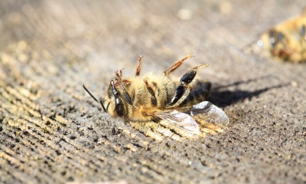 Una abeja muerta de frío