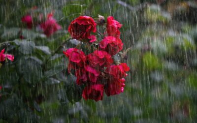 Yo soy la Resurrección y la Vida ¿crees tú esto?