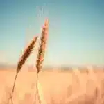 un grano de trigo