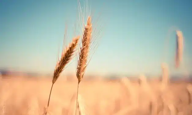 Un grano de trigo