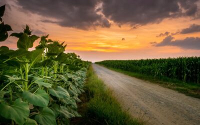 El Papa: La tierra sufre, necesitamos políticas previsoras de ecología integral