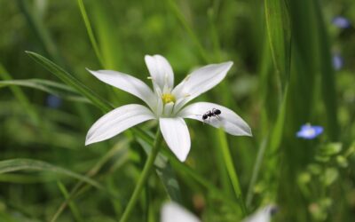 Estrellas y praderas