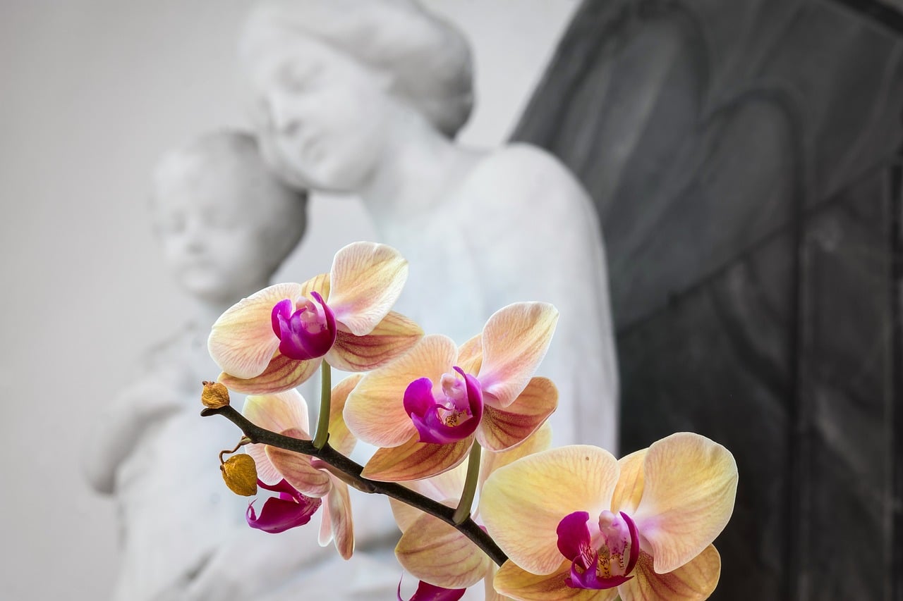 orchid-g0a2548b02_1280