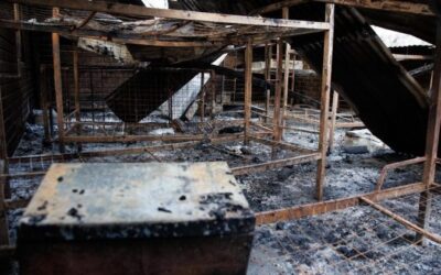 La oración del Papa por la masacre de estudiantes en Uganda