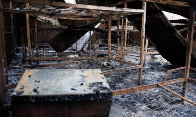 La oración del Papa por la masacre de estudiantes en Uganda