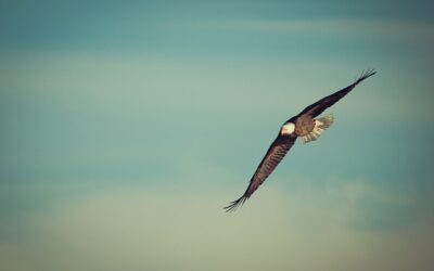 Sobre alas de águila