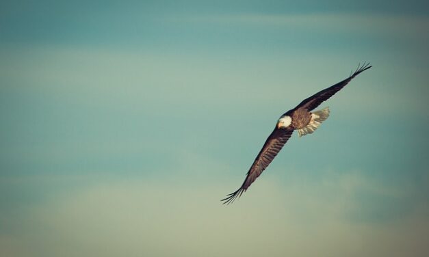 Sobre alas de águila