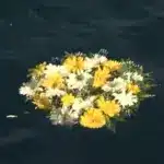 Corona flores en agua Lampedusa
