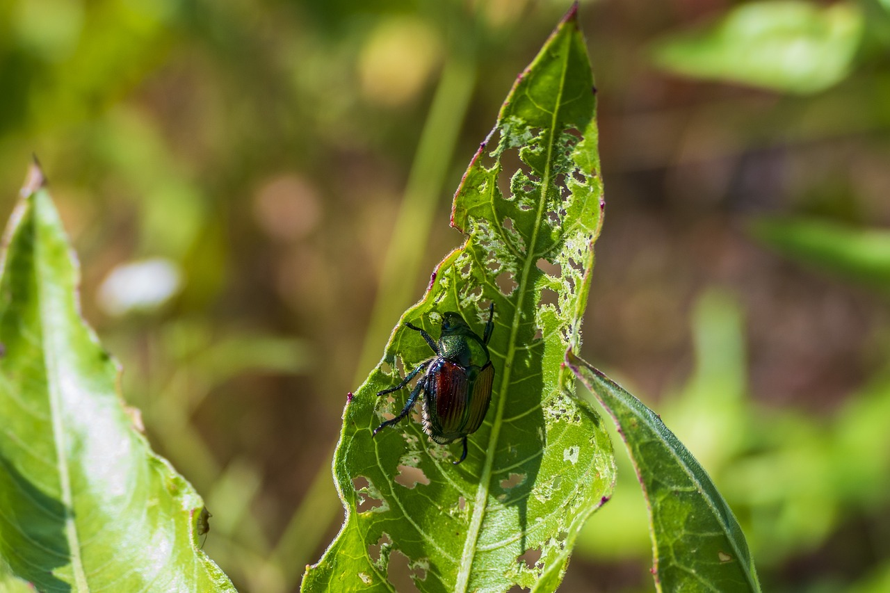 Especies invasoras | El Observador de la Actualidad