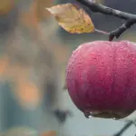 Tres formas de dar fruto