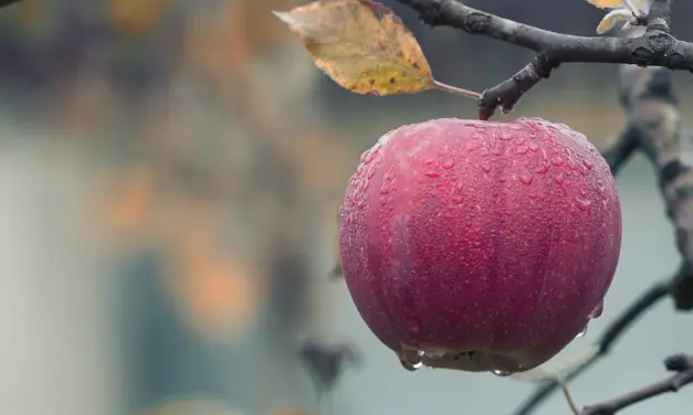 Tres formas de dar fruto