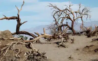 Los muertos que no hacen ruido