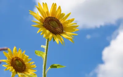 Hacía la generación de una paz artesanal