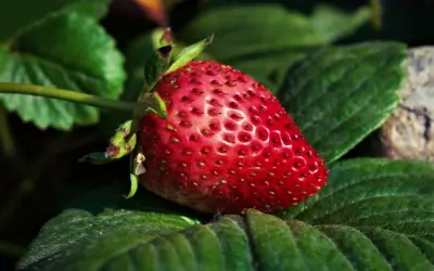 Fresa estupenda