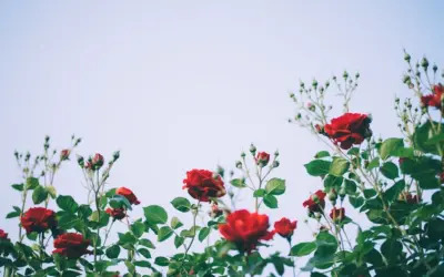 Cuando la fe abre su corola