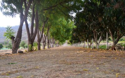 Preparad el camino del Señor – II domingo de Adviento