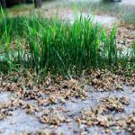 wheat-3670665_640