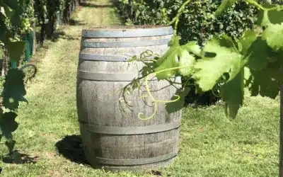 ¡Qué rico vino!… ¡y abundante!