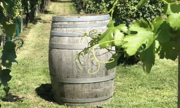 ¡Qué rico vino!… ¡y abundante!