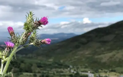 A través del desierto Dios nos guía a la libertad