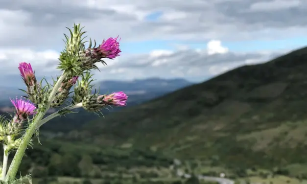 A través del desierto Dios nos guía a la libertad