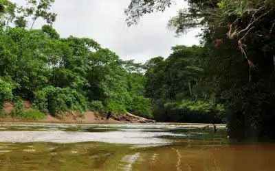 Querida Amazonía: sueños que se van haciendo realidad
